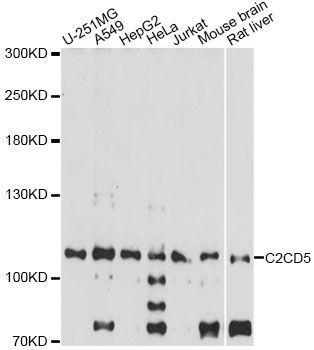 Western blot - C2CD5 Polyclonal Antibody (144-60649)