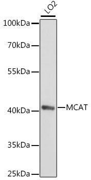Western blot - MCAT antibody (144-015822)