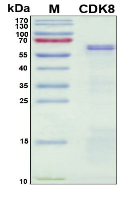 SDS-PAGE