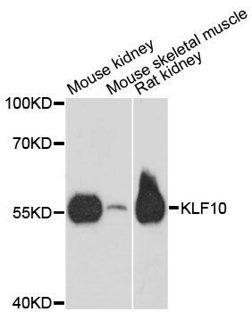 Western blot - KLF10 antibody (144-60225)