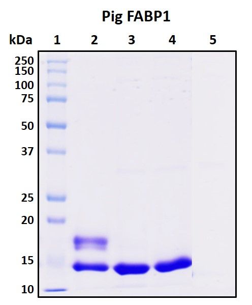 SDS-PAGE