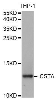 Western blot - CSTA Polyclonal Antibody (144-05686)