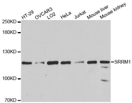 Western blot - SRRM1 antibody (144-06066)
