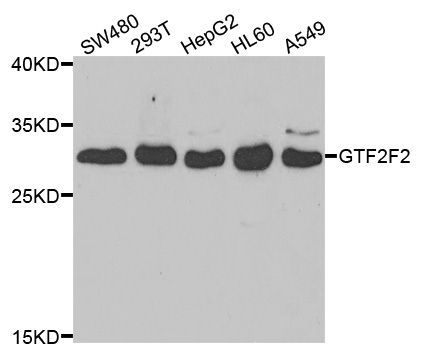 Western blot - GTF2F2 antibody (144-05826)