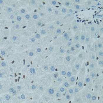 Immunohistochemistry - AHR antibody (144-01451)