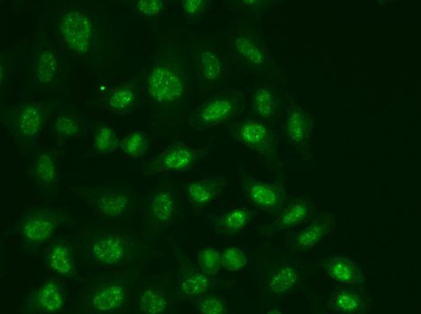 Immunofluorescence - POLR2E Polyclonal Antibody (144-01755)
