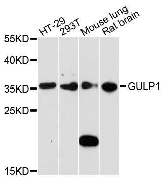 Western blot - GULP1 antibody (144-61365)