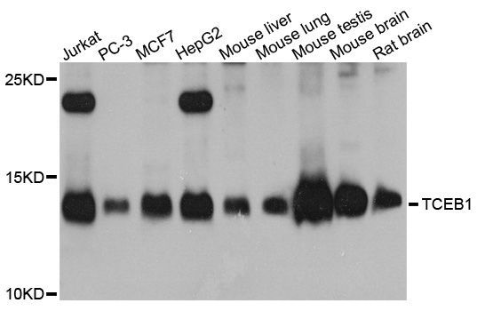 Western blot - TCEB1 antibody (144-012515)