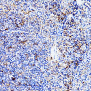 Immunohistochemistry - CD44 Polyclonal Antibody (144-00340)
