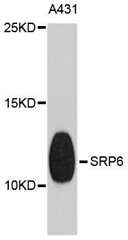 Western blot - SRP9 Polyclonal Antibody (144-04124)