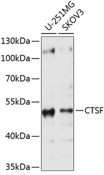 Western blot