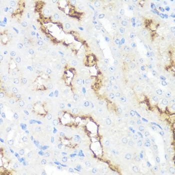 Immunohistochemistry - MME antibody (144-05664)