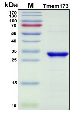 SDS-PAGE