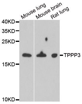 Western blot - TPPP3 antibody (144-06775)