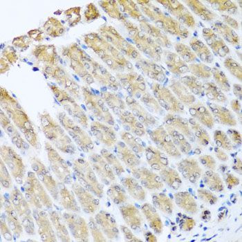 Immunohistochemistry - GFER antibody (144-05463)