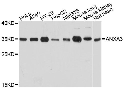 Western blot - ANXA3 Polyclonal Antibody (144-08763)
