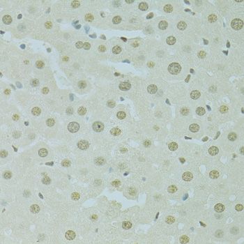 Immunohistochemistry - SAFB antibody (144-07927)