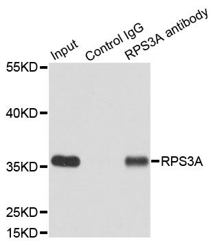 Immunoprecipitation - RPS3A Polyclonal Antibody (144-05885)