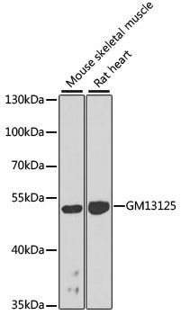 Western blot - Gm13125 antibody (144-08095)