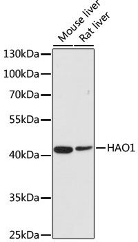 Western blot - HAO1 Polyclonal Antibody (144-06470)