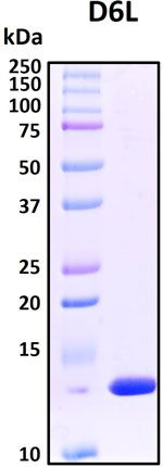 SDS-PAGE