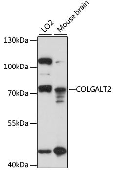 Western blot
