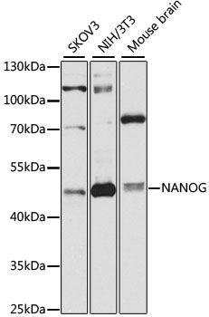 Western blot - NANOG antibody (144-03232)