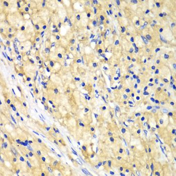 Immunohistochemistry - NUP62 antibody (144-02499)
