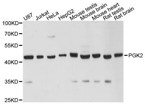 Western blot - PGK2 antibody (144-12952)