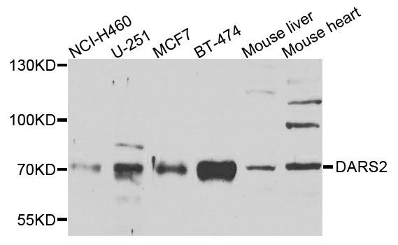 Western blot - DARS2 antibody (144-07813)