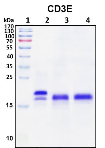 SDS-PAGE Image