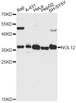 Western blot - NOL12 antibody (144-60630)