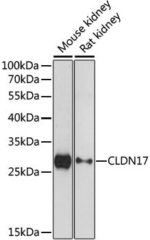 Western blot - CLDN17 antibody (144-015151)