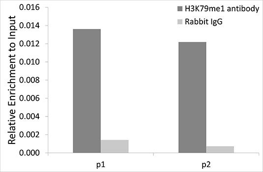 Chromatin Immunoprecipitation - MonoMethyl-Histone H3-K79 pAb (144-02367)