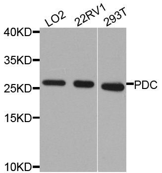Western blot - PDC antibody (144-08447)