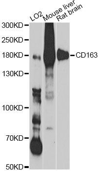 Western blot - CD163 Polyclonal Antibody (144-08383)