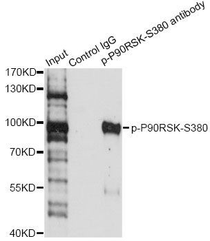 Western blot - Phospho-P90RSK-S380 pAb (144-50562)