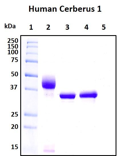 SDS-PAGE