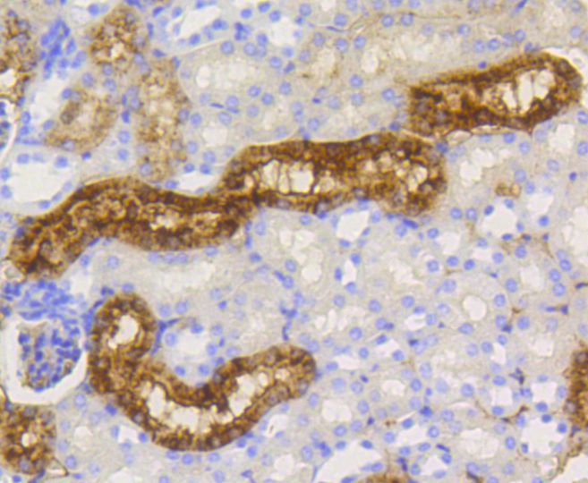 Immunohistochemistry - LYZ antibody (144-10972)