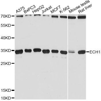 Western blot - ECH1 Antibody (144-012944)