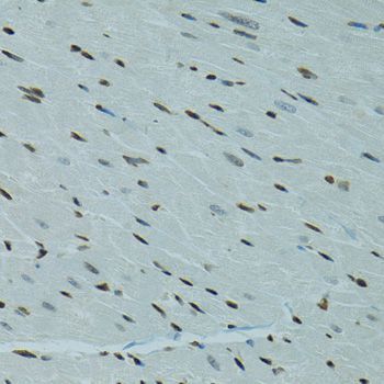 Immunohistochemistry - AHR antibody (144-01451)