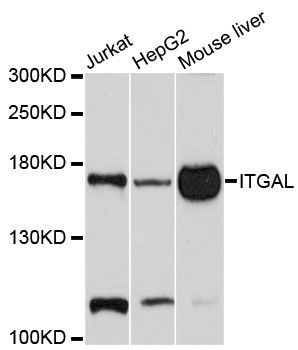 Western blot - ITGAL Polyclonal Antibody (144-01644)