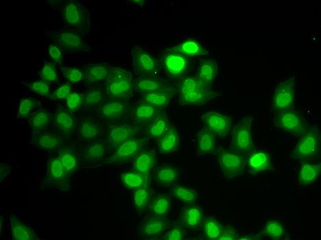 Immunofluorescence - MAD1L1 antibody (144-01153)