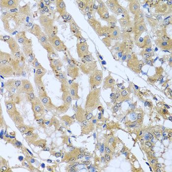 Immunohistochemistry - STX7 antibody (144-08057)