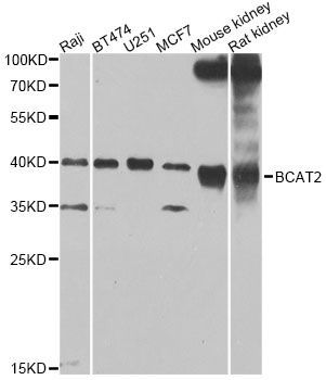 Western blot - BCAT2 Polyclonal Antibody (144-07426)