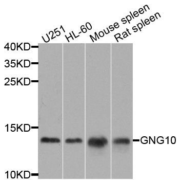 Western blot - GNG10 antibody (144-08423)