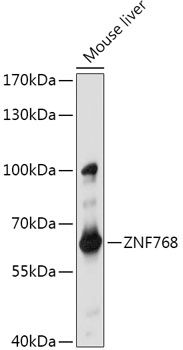 Western blot