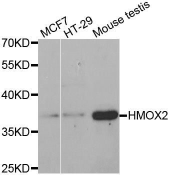 Western blot - HMOX2 antibody (144-02745)