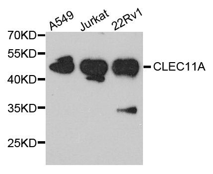 Western blot - CLEC11A antibody (144-03634)