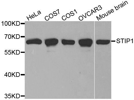 Western blot - STIP1 antibody (144-01219)